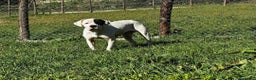 Dogo Argentino cani in regalo: VINCENT, fantastico molossone cerca famiglia - Annuncio 8