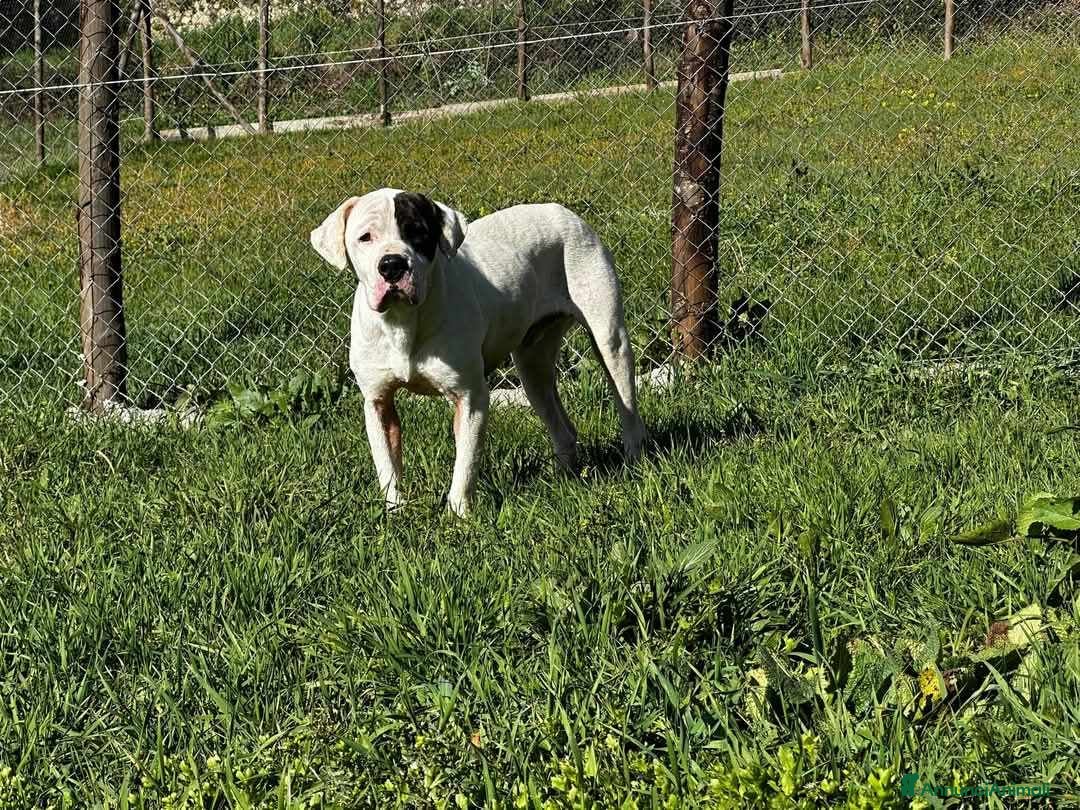 Dogo Argentino cani in regalo: VINCENT, fantastico molossone cerca famiglia - Annuncio 8