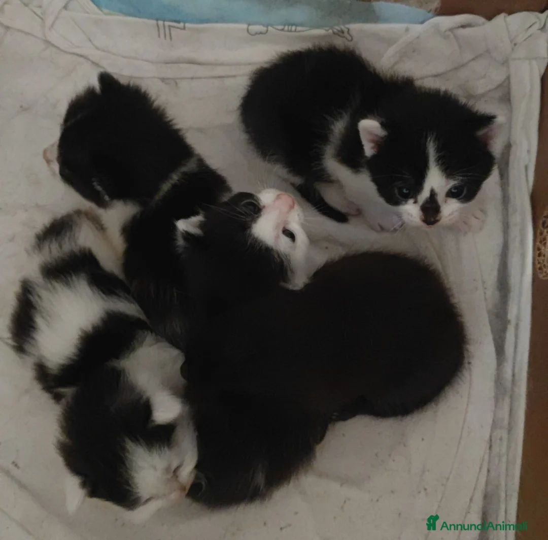 Altre razze gatti in regalo: Regaliamo micini! 📍VCO, Piemonte - Annuncio 1