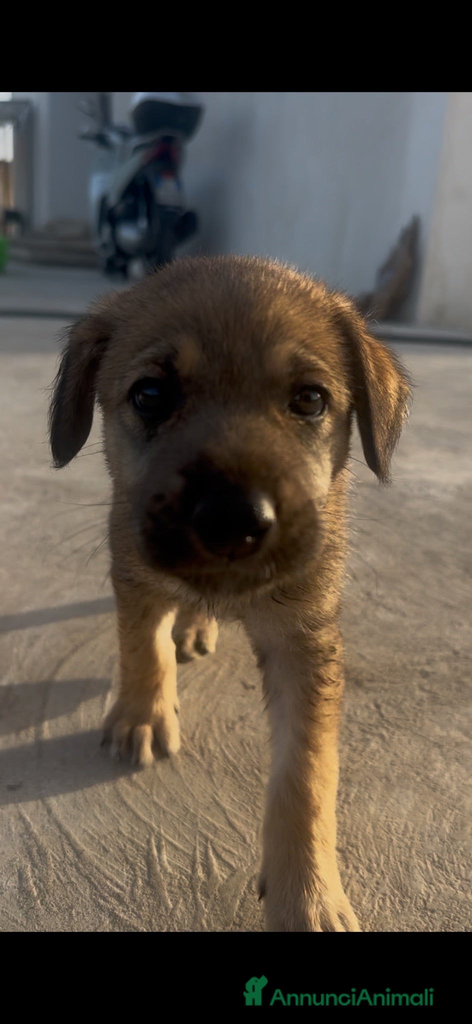 Meticcio cani Vittoria (Ragusa): ultima cucciola cerca casa - Annuncio 1