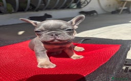 Bulldog Francese cani in vendita: Cuccioli di Bulldog Francesci a Città Metropolitana di Napoli - Immagine 4