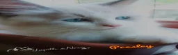 Siberiano gatti in vendita: Disponibili ultimi cuccioli gatti neva masquerade - Annuncio 10