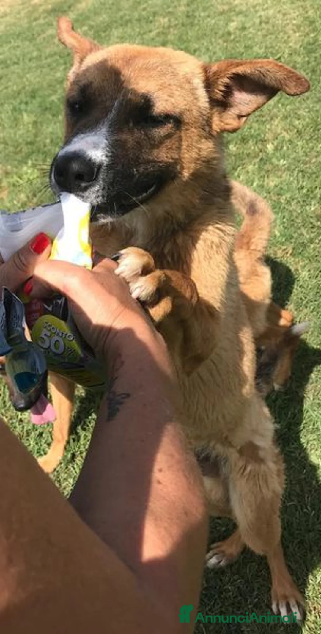 Meticcio cani in regalo: VAN, cucciolone con una stella sul dorso - Annuncio 4