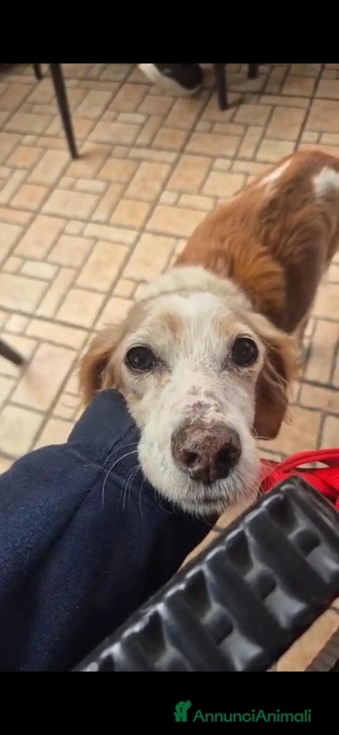 Breton cani in regalo: Stella dolcissima Stella a Provincia di Lecce - Annuncio 2