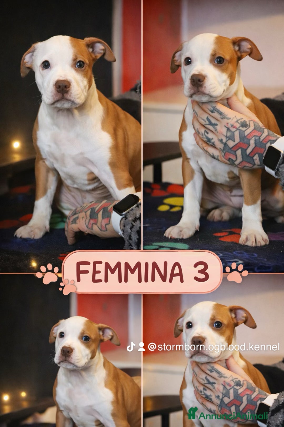 Pitbull cani in vendita: Cuccioli di Pit Bull con pedigree anche a rate - Annuncio 4