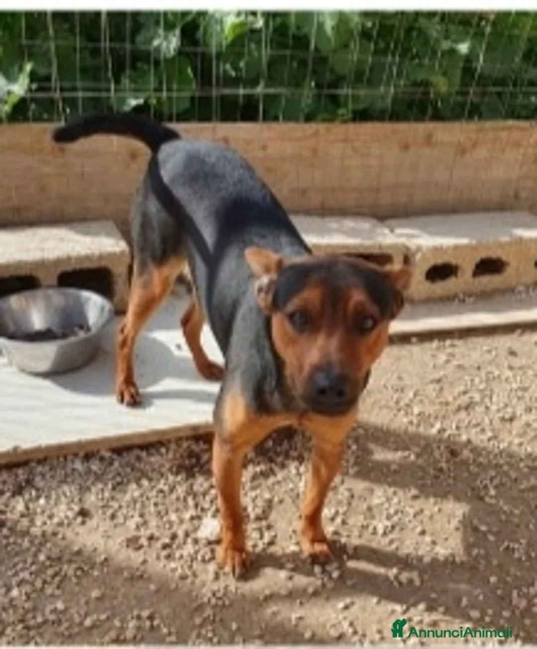 Meticcio cani in regalo: Valentino 18mesi kg14 nero focato.SICILIA a Città metropolitana di Milano - Annuncio 3