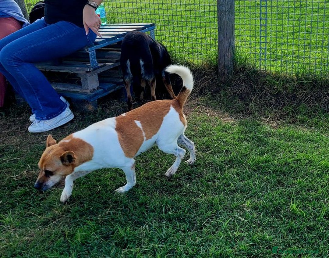 Jack Russell cani in regalo: Tic simpaticissimo derivato jack russell - Annuncio 3