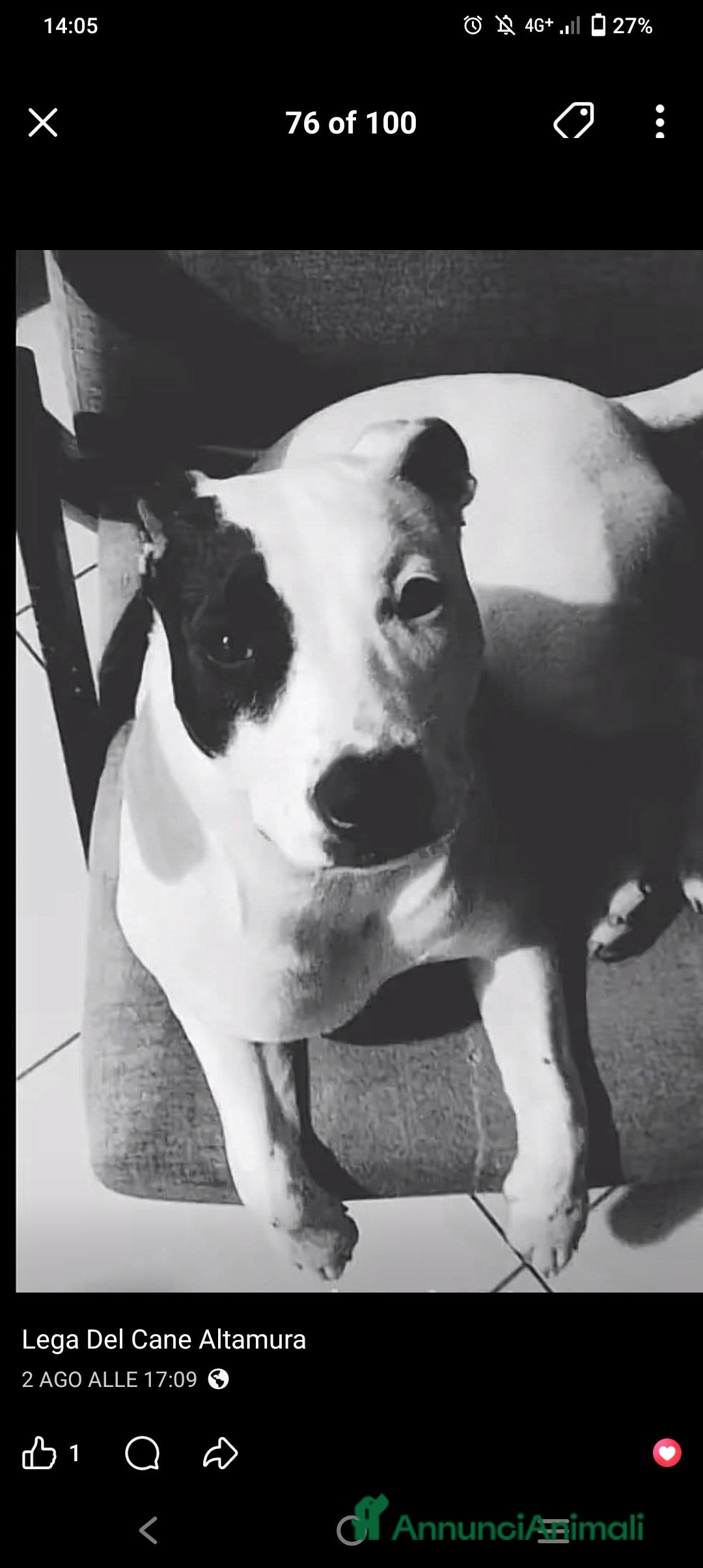 Pitbull cani in regalo: Sharon dolce Pitbull  - Annuncio 1