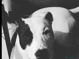 Pitbull cani Sharon dolce Pitbull - Annuncio 1