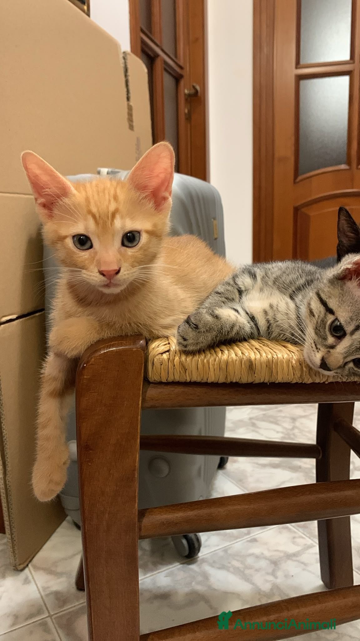 Meticcio gatti Tiziano e Valentino 2 mesi  - Annuncio 10