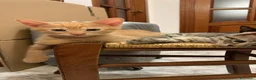 Meticcio gatti in regalo: Tiziano e Valentino 2 mesi  - Annuncio 1