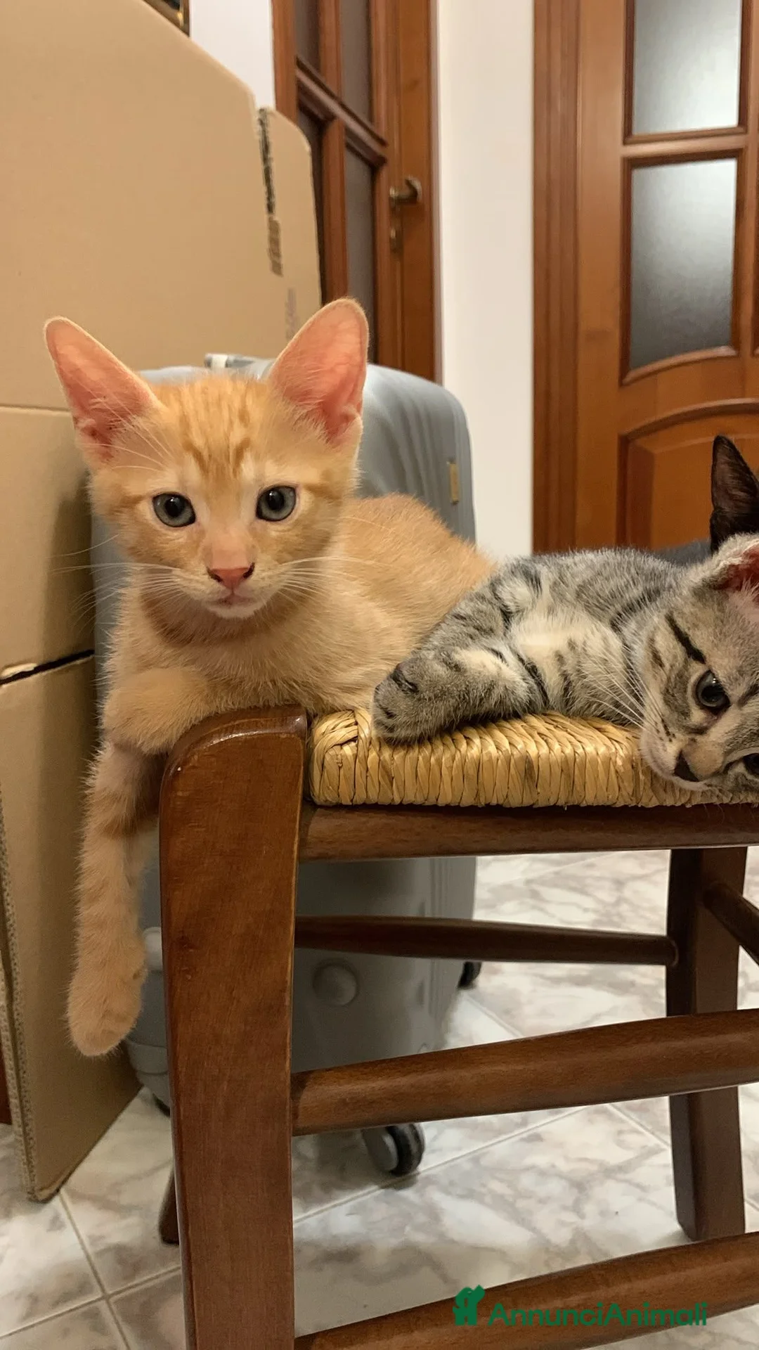 Meticcio gatti in regalo: Tiziano e Valentino 2 mesi  - Annuncio 1