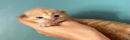 Maine Coon gatti in vendita: Maine Coon  - Annuncio 1