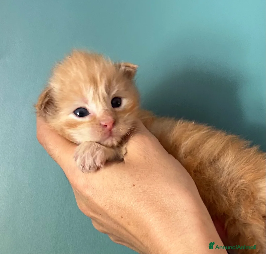 Maine Coon gatti in vendita: Maine Coon  - Annuncio 1