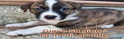 Meticcio cani in regalo: CUCCIOLI ABBANDONATI: URGENTE  a Città Metropolitana di Torino - Annuncio 3