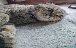 Scottish gatti in vendita: SCOTTISH FOLD E STRAIGHT CON PEDIGREE APERTO a Provincia di Bergamo - Immagine 14