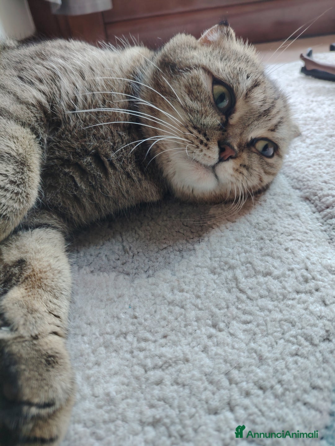 Scottish gatti in vendita: SCOTTISH FOLD E STRAIGHT CON PEDIGREE APERTO a Provincia di Bergamo - Immagine 14