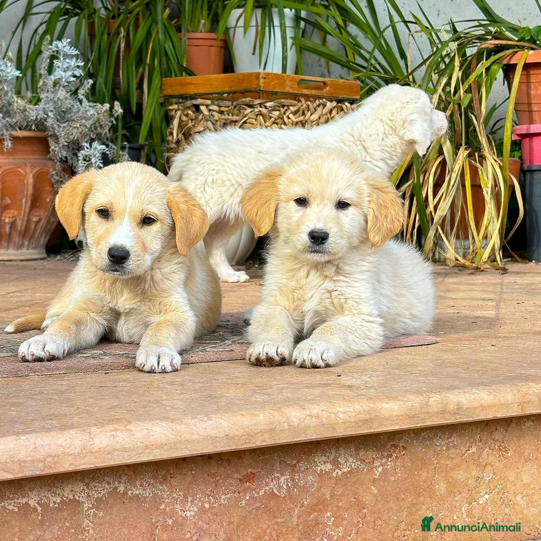 Meticcio cani in regalo: SHIVA 🩷-cucciola pastore musetto vispo, cerca 🏠  - Annuncio 7