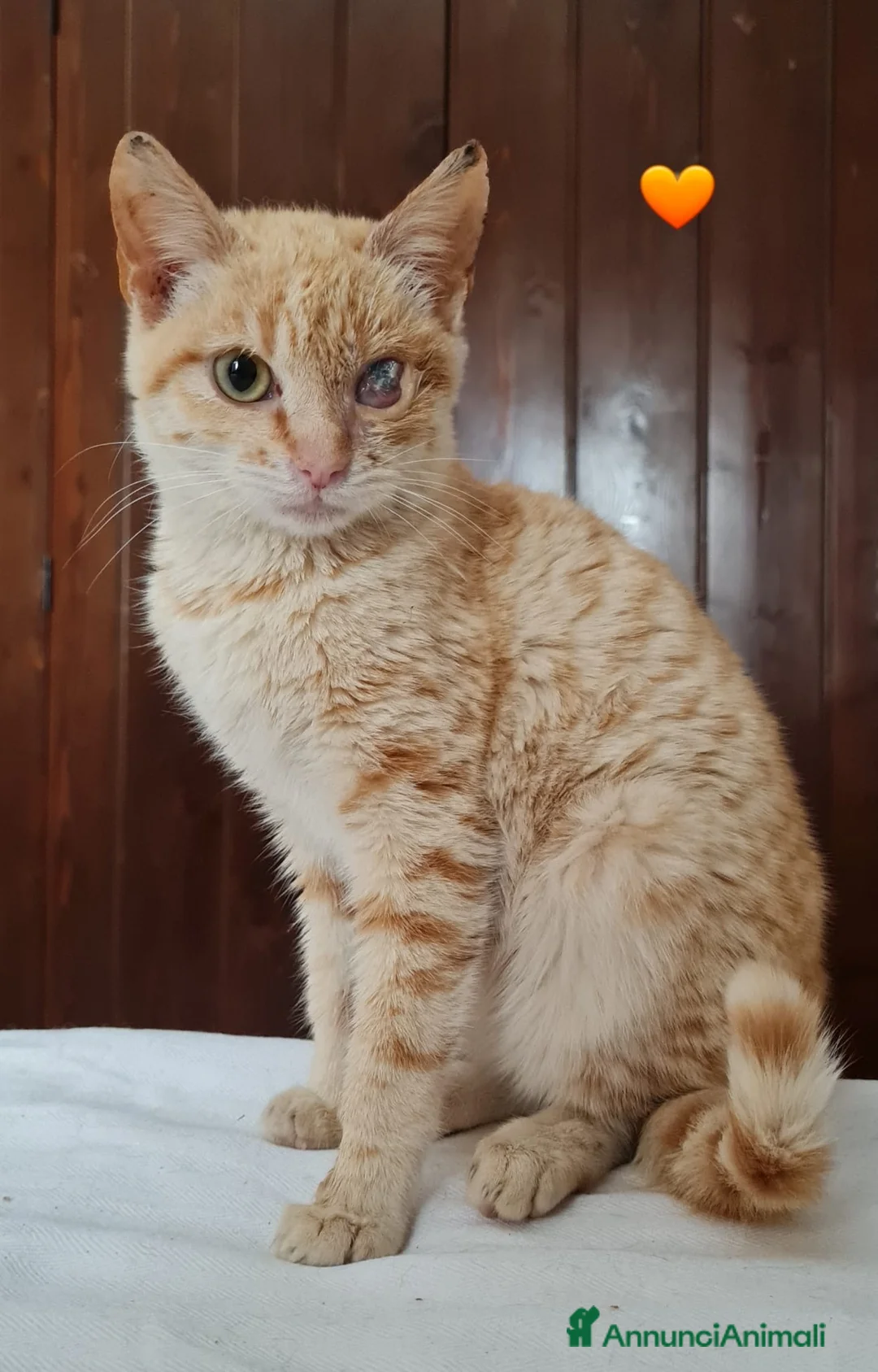 Europeo gatti in regalo: Nike dolcissima micina rossa a Città metropolitana di Milano - Annuncio 2