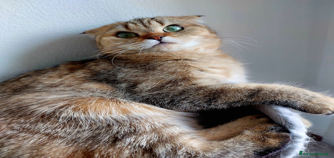 Immagine della galleria {{count}}