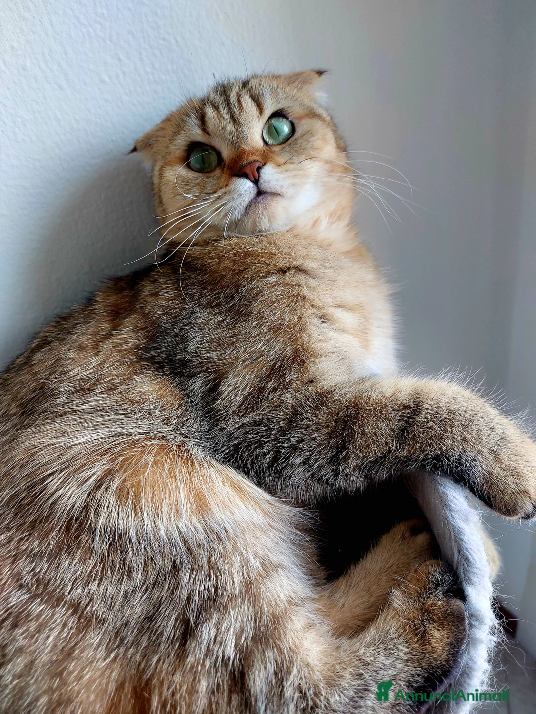 Immagine della galleria {{count}}