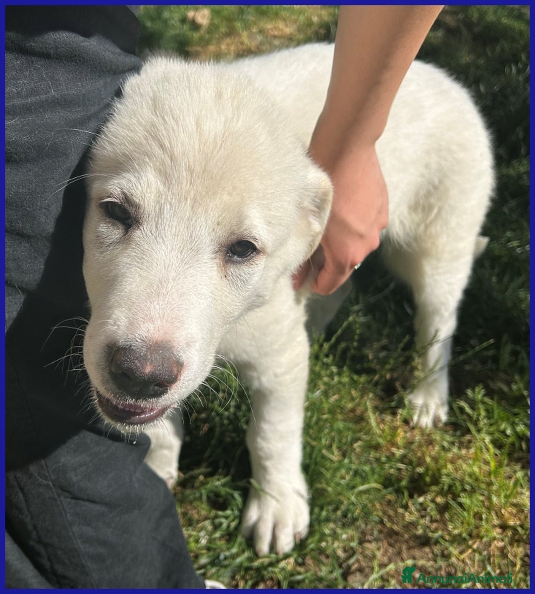 Pastore Maremmano cani in regalo: MAYO, CUCCIOLA 2 MESI MIX MAREMMANA, MERAVIGLIOSA  - Annuncio 4