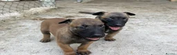 Pastore Belga cani in vendita: Cucciolo Pastore Belga Malinois - Annuncio 5