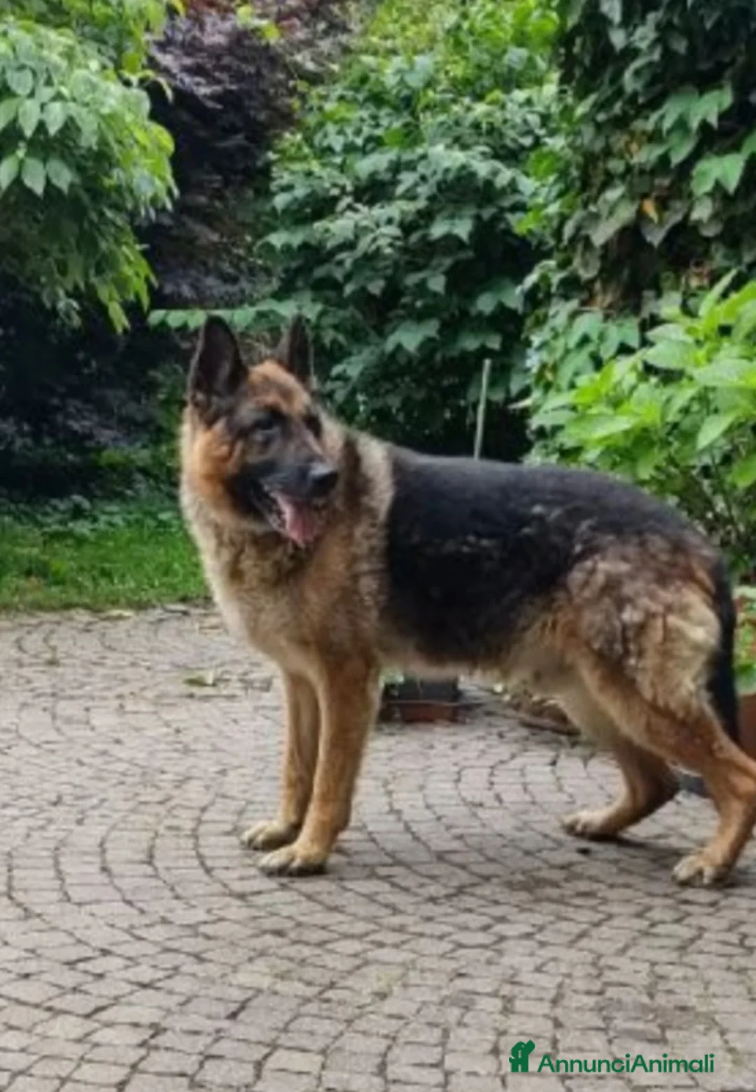 Pastore Tedesco cani in regalo: Pastore Tedesco 1vita a catena mangiava minestrina - Annuncio 4