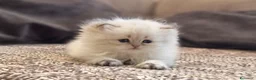 British gatti in vendita: PEDIGREE DA RIPRODUZIONE BRITISH LONGHAIR POINT  - Annuncio 11
