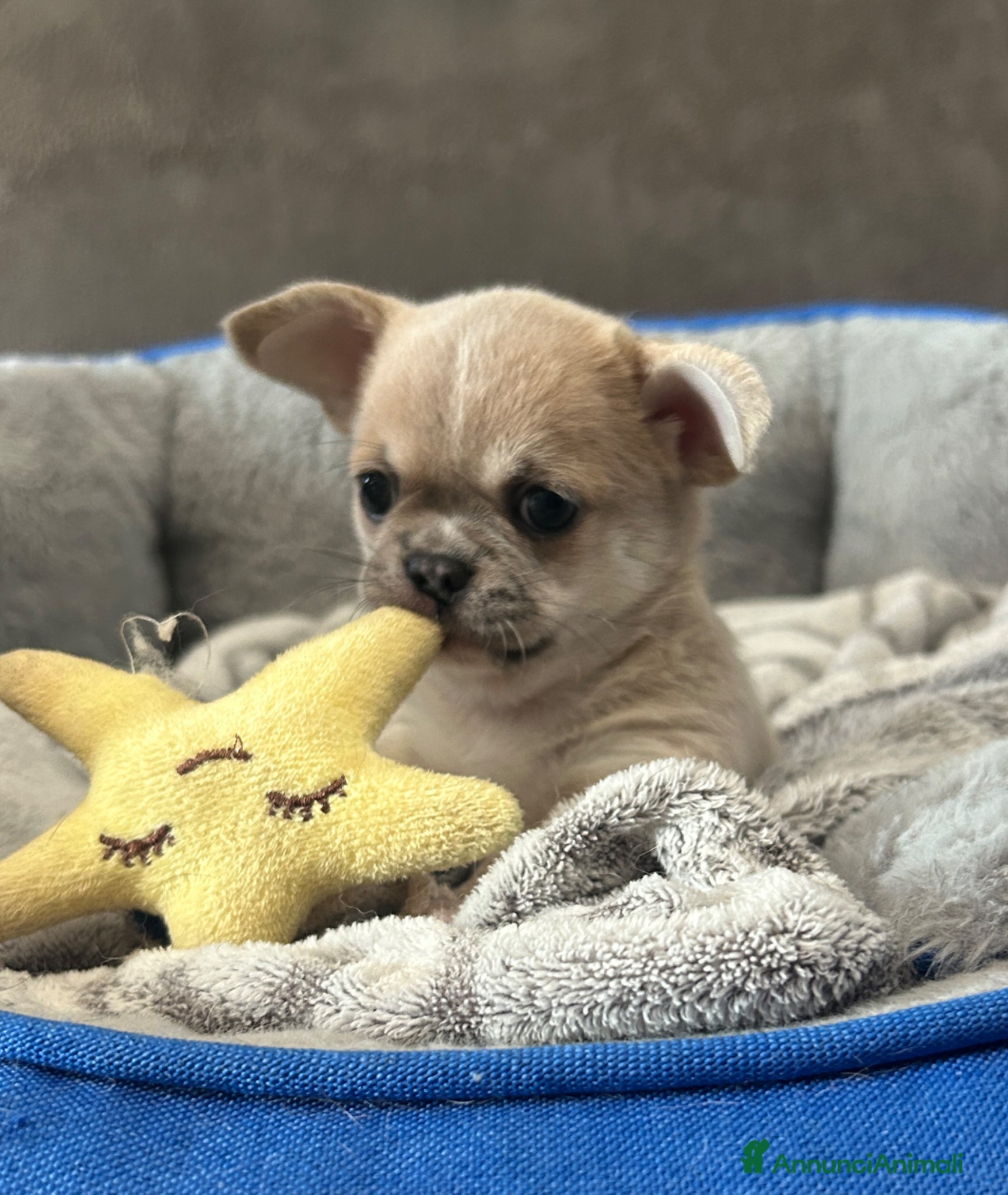 Chihuahua cani Chihuahua cuccioli  - Annuncio 1