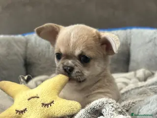 Chihuahua cani Chihuahua cuccioli - Annuncio 1