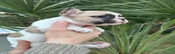 Bulldog Francese cani in vendita: cucciola bulldog francese  - Annuncio 6