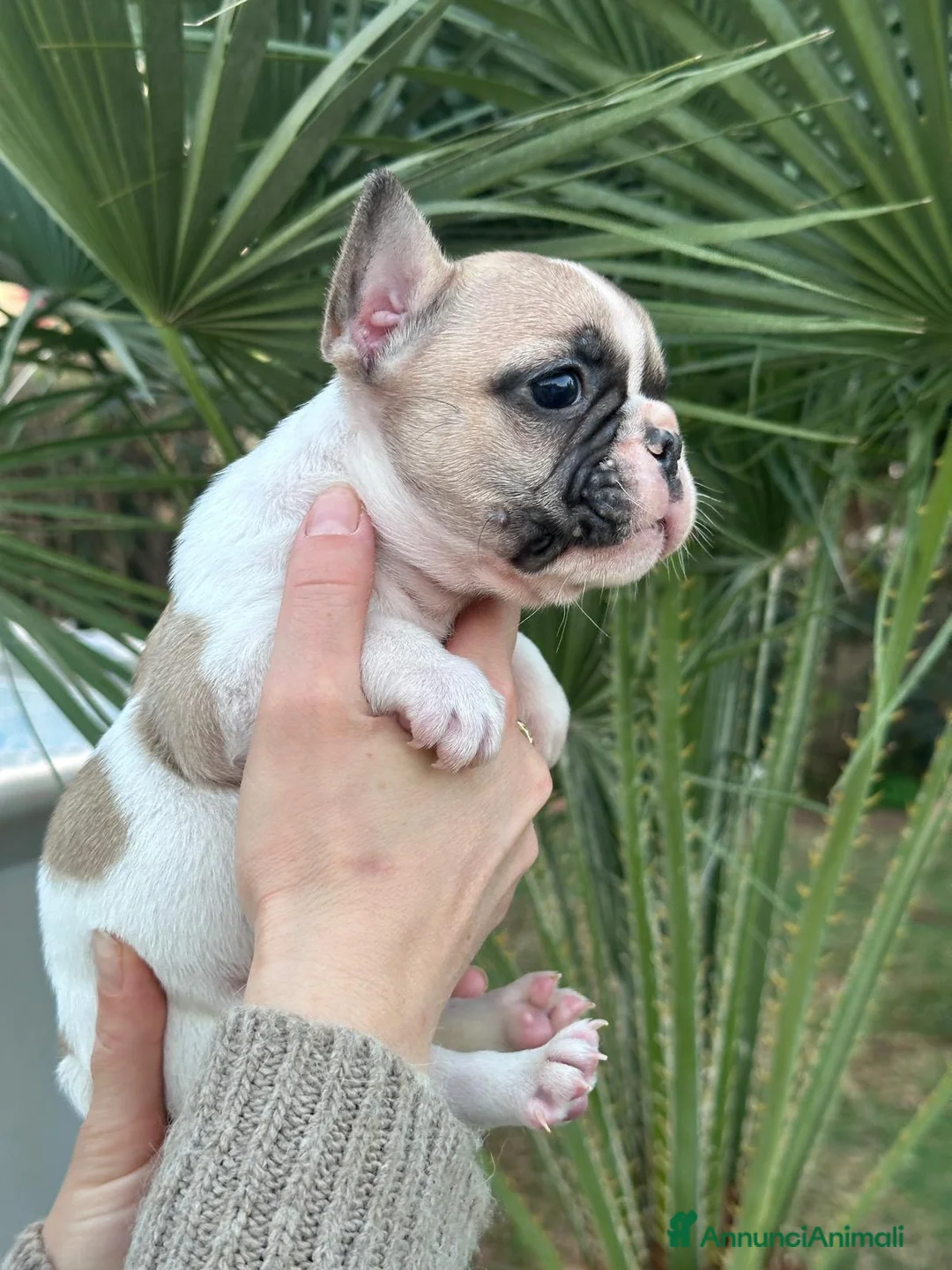 Bulldog Francese cani in vendita: cucciola bulldog francese  - Annuncio 6