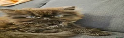 Persiano gatti in vendita: Cuccioli di persiano - Annuncio 4