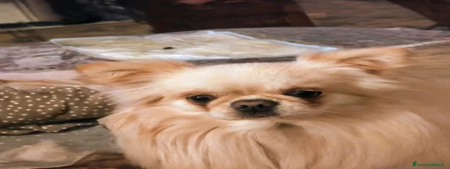 Fred