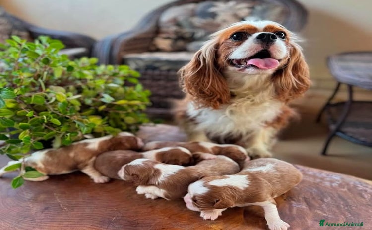 Cavalier King cani a Città Metropolitana di Bologna - Annuncio 2