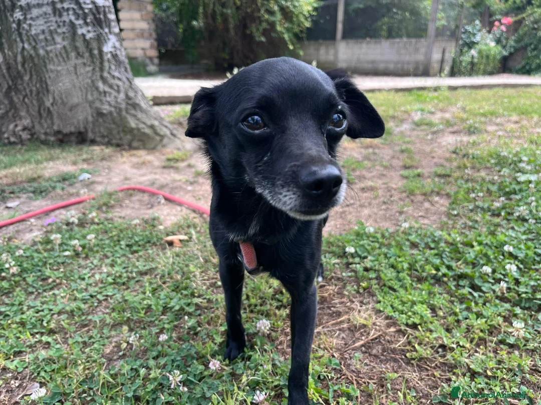 Meticcio cani in regalo: CARLETTO DALLA CALABRIA CON AMORE, IN ADOZIONE - Annuncio 2