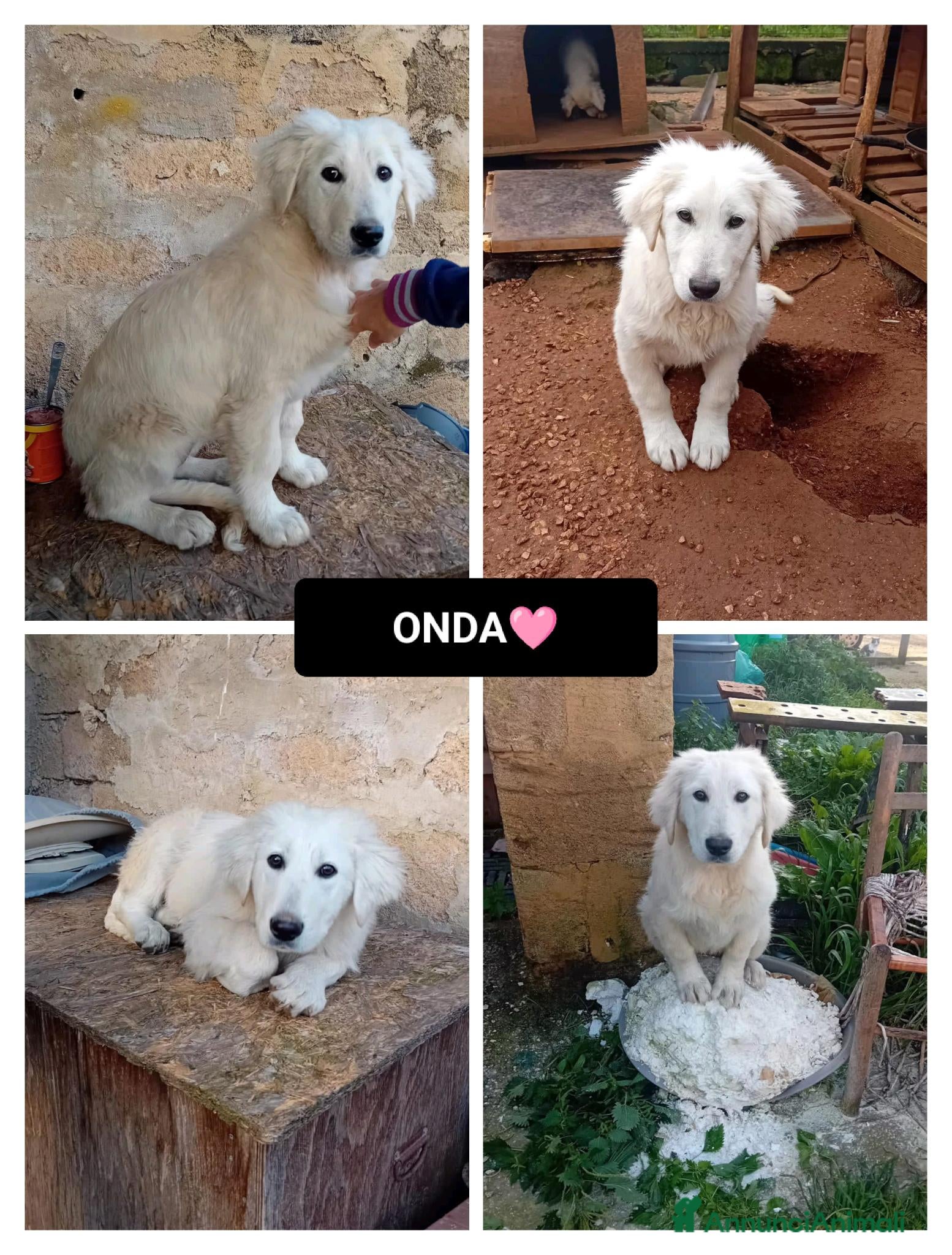 Altre razze cani onda  - Annuncio 5