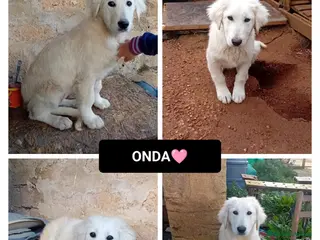 Altre razze cani onda - Annuncio 5