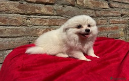 Volpino Italiano cani in vendita: Volpino italiano  a Provincia di Lucca - Immagine 5