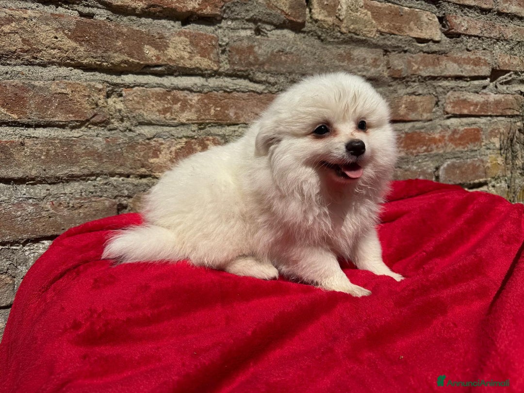 Volpino Italiano cani in vendita: Volpino italiano  a Provincia di Lucca - Immagine 5