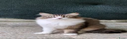 Europeo gatti in regalo: Dolcissima, super coccolona micia Blu  - Annuncio 2