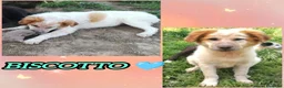Meticcio cani in regalo: UNA MAMMA PER BISCOTTO a Provincia di Varese - Annuncio 1