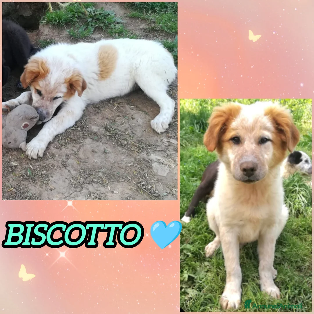 Meticcio cani in regalo: UNA MAMMA PER BISCOTTO a Provincia di Varese - Annuncio 1