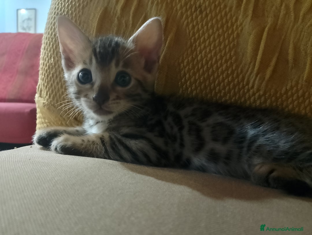 Bengala gatti in vendita: Cucciolo brown bengal a Città metropolitana di Roma Capitale - Immagine 6