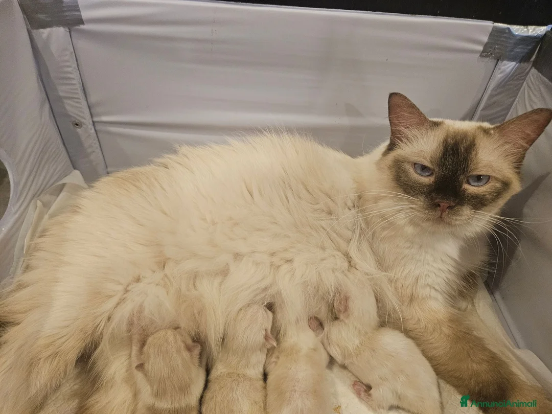 Ragdoll gatti in vendita: Meravigliosa cucciolata Ragdoll - Annuncio 1
