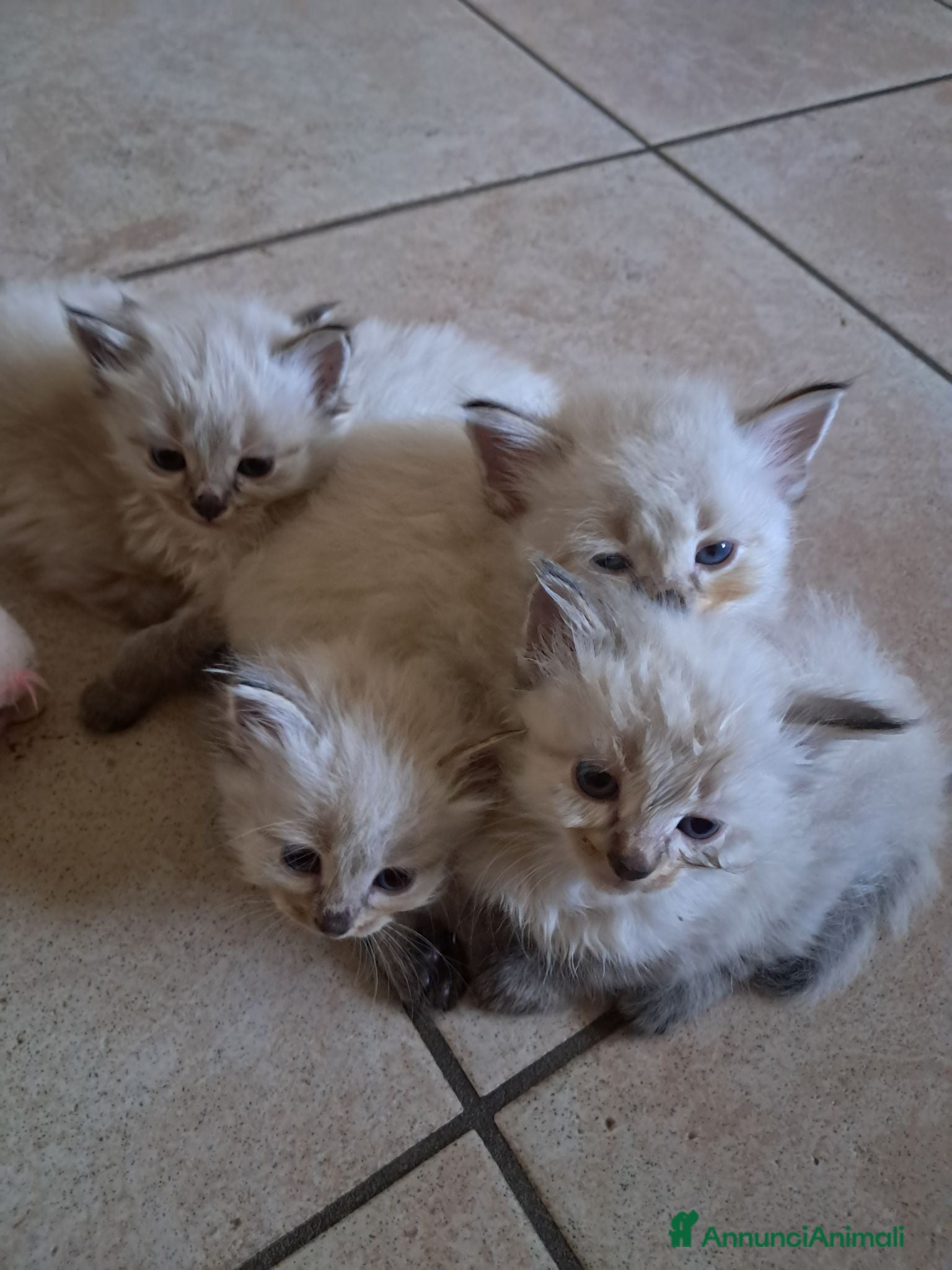 Siberiano gatti Gatti siberiani neva masquerade  - Annuncio 17