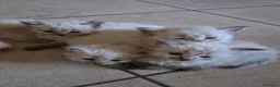 Siberiano gatti in vendita: Gatti siberiani neva masquerade  - Annuncio 1