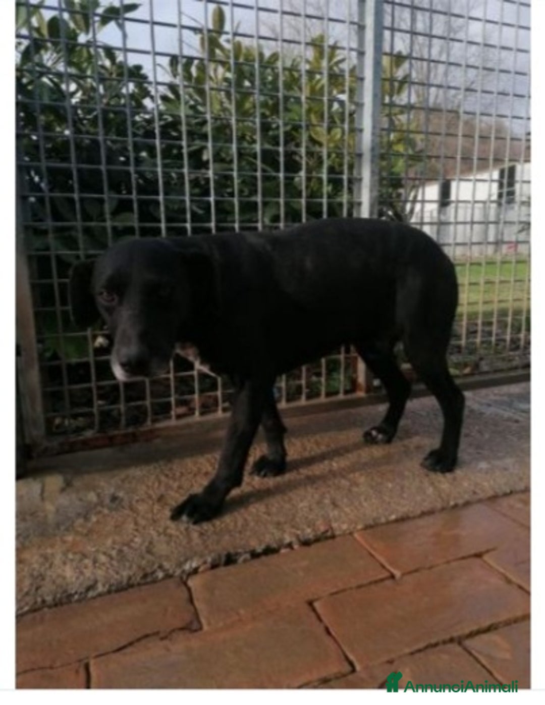 Meticcio cani in regalo: 8anni,nero,7anni di canile,chi lo adotterà mai?URB a Città Metropolitana di Milano - Annuncio 3