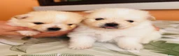Volpino Pomerania cani in vendita: Volpino di Pomerania  - Annuncio 6